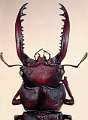 Hexarthrius forsteri male